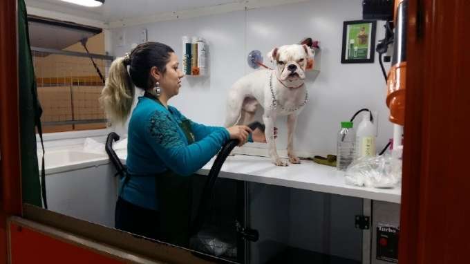 Garçom, Banhista de Animais - R$ 1.205,58 - Lidar bem com o público, ser comunicativo - Rio de Janeiro 