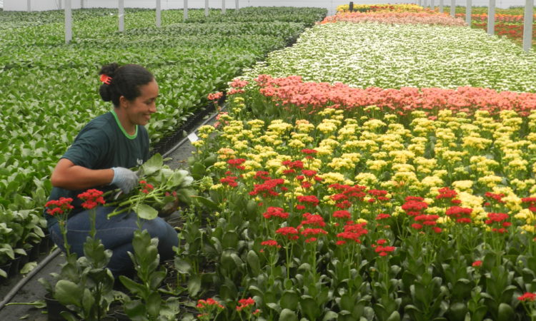 Florista, Segurança do Trabalho - R$ 1.600,00 - Conhecer flores no geral, ter disponibilidade de horário - Rio de Janeiro 