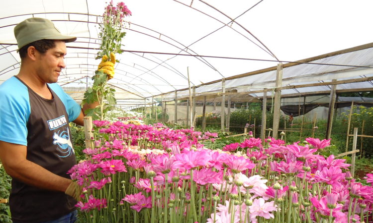 Gerente de Loja, Floricultura - R$ 1.400,00 - Trabalhar em equipe, conhecimento em tipos de flores diversos - Rio de Janeiro 