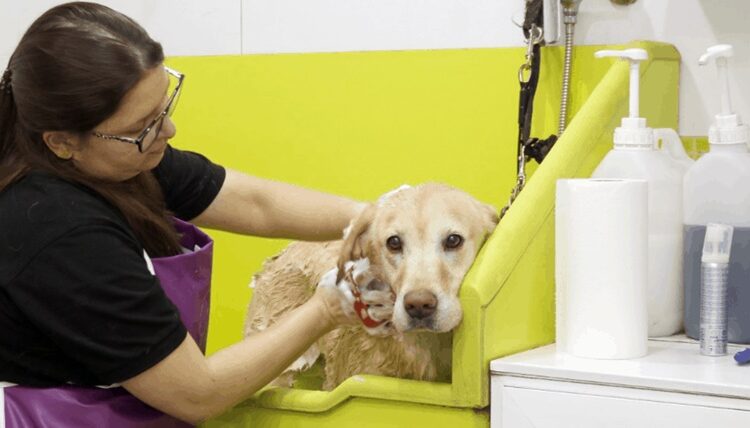 PetShop vagas de auxiliar de loja, entregador, banhista - Rio de Janeiro